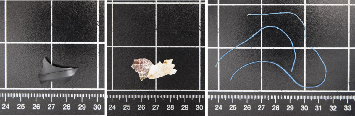 Figure 17. Found anthropogenic litter items in marine mammals. A) Sharp-edged plastic piece, B) Piece of sweet wrapper and C) fibres of dolly ropes. (Philipp et al., 2021)