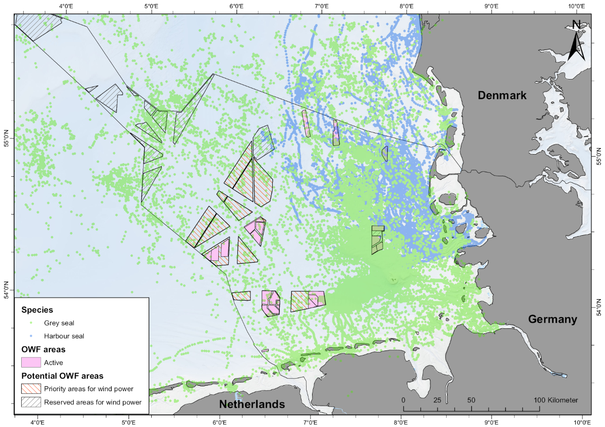 Figure 18. Position data from seals tagged in the Wadden Sea of Schleswig-Holstein and on Helgoland colour coded by species (ITAW, unpublished data), showing the large potential overlap between the habitat utilised by the seals and the areas considered for the construction of offshore wind farms. Rectangles represent areas with active or planned offshore wind farms as well as priority areas considered for future developments (BSH, 2021).