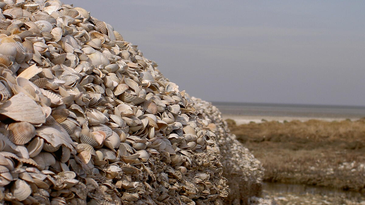N. Hecker. Shell beach.