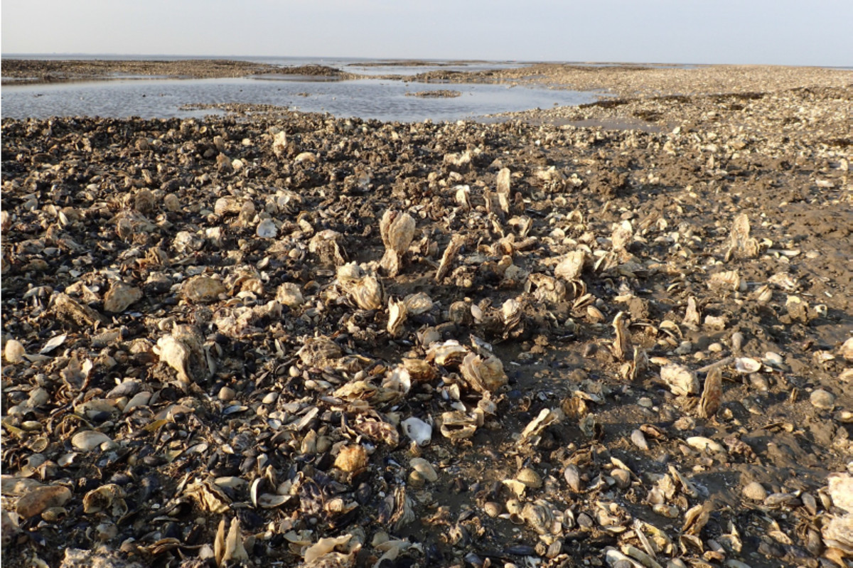 Beds of blue mussels and Pacific oysters | Wadden Sea Quality Status Report