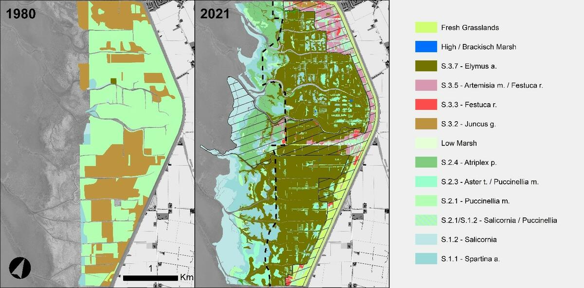 Figure 11. Development of salt marsh areas between 1980 and 2021 at Dieksanderkoog, Schleswig-Holstein.