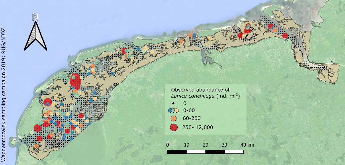 Figure 11: Sampled locations in the Dutch subtidal Wadden Sea in 2019.