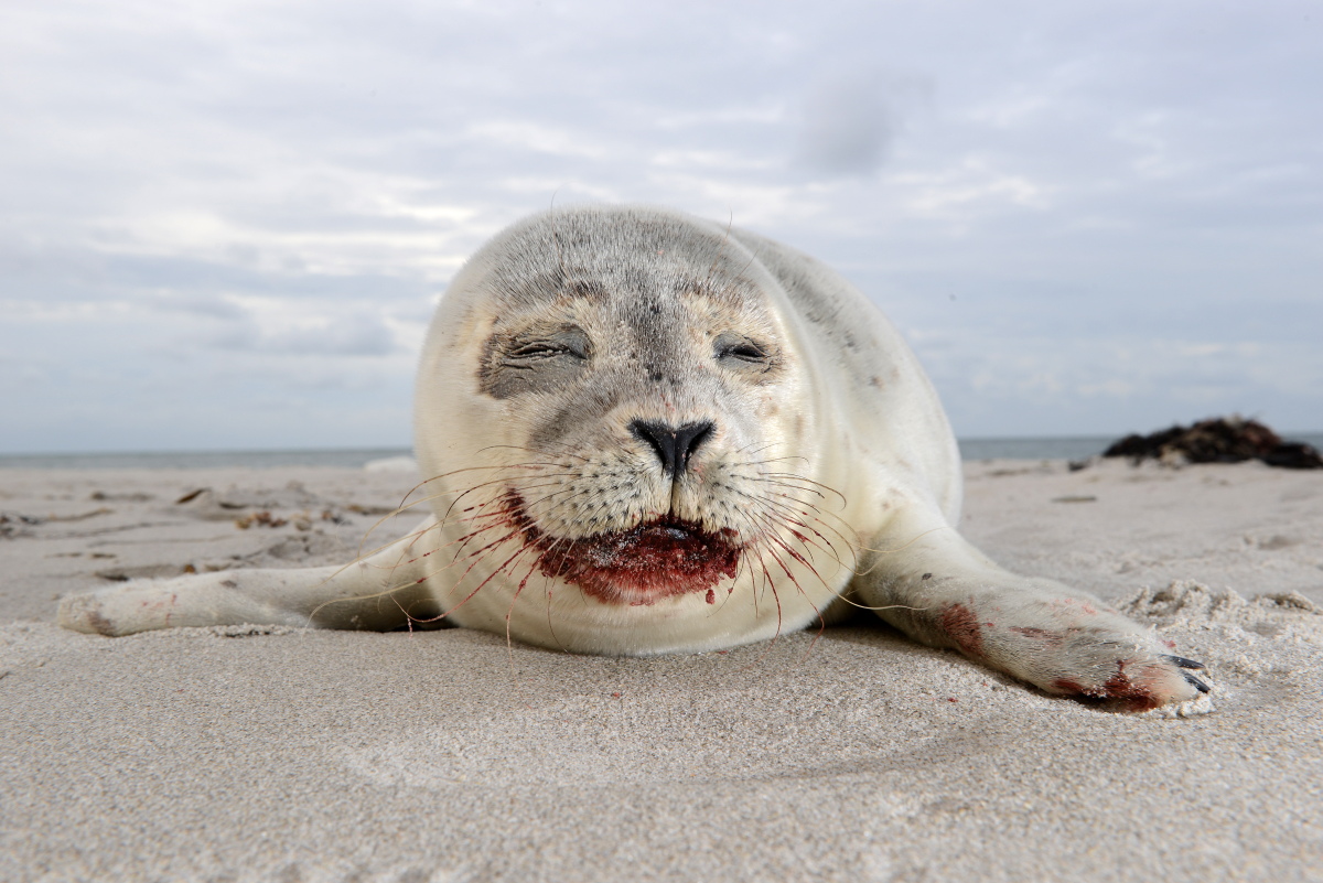 Figure 14. Harbour seal (Phoca vitulina) with respiratory lesions presumably due to infection with parasites. (©TTF, Fiskeri- og Søfartsmuseet. Esbjerg)