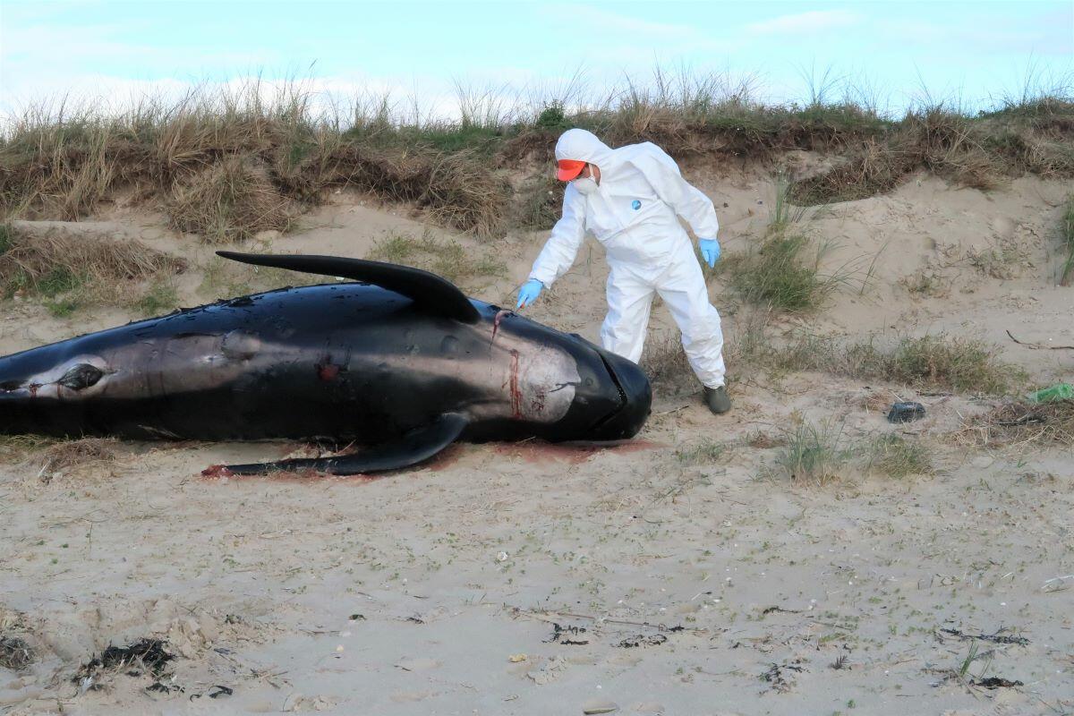 Figure 16. One of the long-finned pilot whales (Globicephala melas) stranded in the Wadden Sea of Lower Saxony, Germany; © LAVES