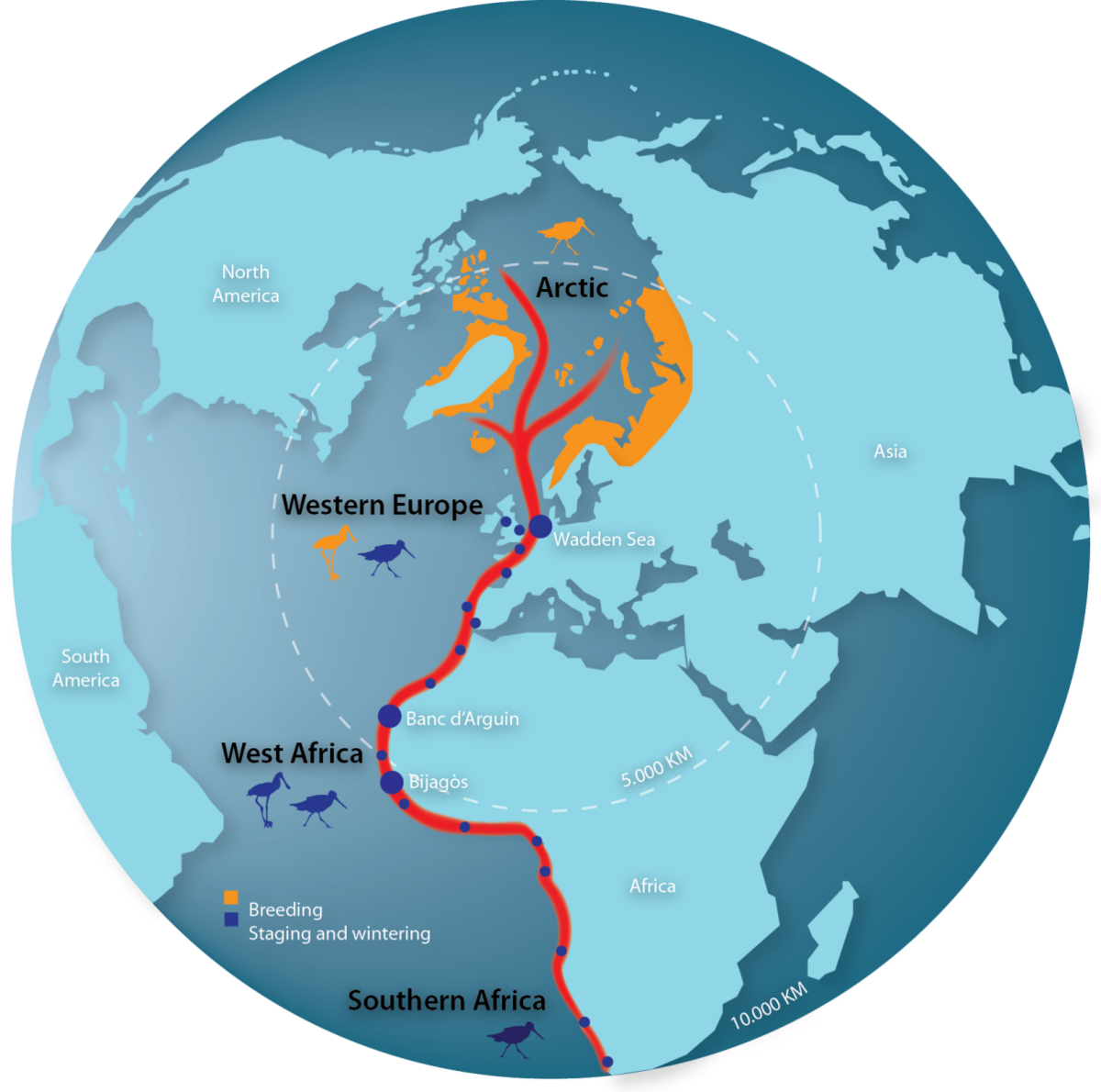 Figure 1. The East Atlantic Flyway. Breeding birds from the Arctic (in orange) between Siberia and Northeast Canada use sites (blue dots) along the Eastern shore of the Atlantic Ocean and connected seas during migration and wintering. At these sites they mix up with breeding populations both from Western Europe and Western Africa which also migrate and winter at these sites (Image CWSS).
