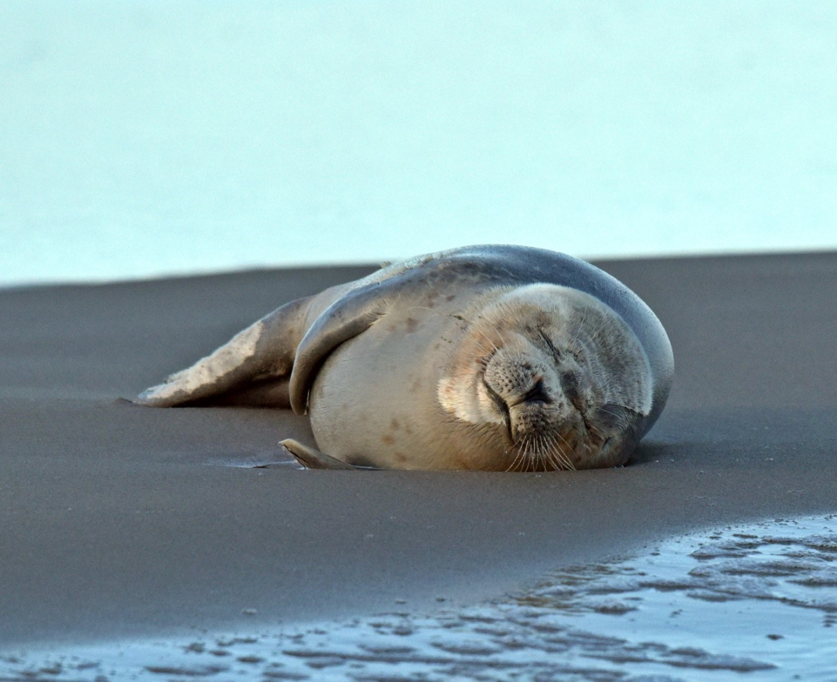 Figure 1 Harbour seal (Phoca vitulina). ITAW (Photo by Abbo van Neer)