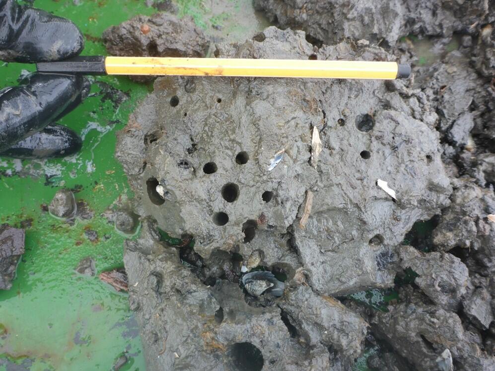 Figure 22: Sample of cohesive-consolidated sediment rich in plant remnants showing several piddock clam burrows.