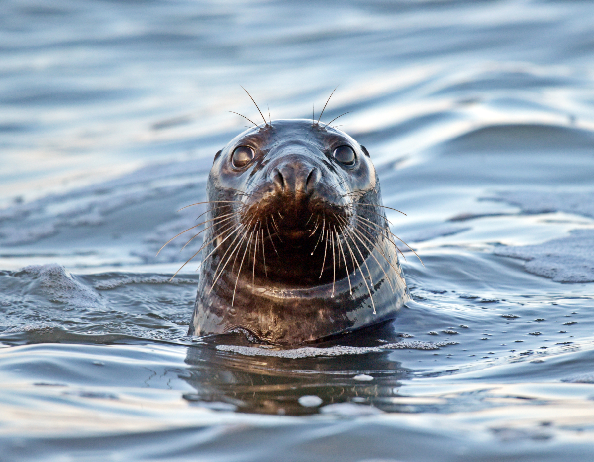 Figure 2 Grey seal (Halichoerus grypus). ITAW (Photo by Abbo van Neer)