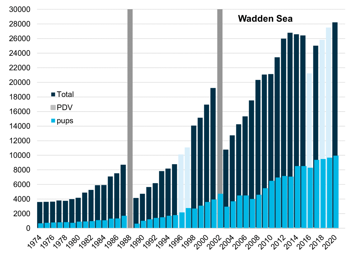 Figure 4. Total number of harbour seals counted in the Wadden Sea. The bars represent the total number of harbour seals during moult (light blue when counts were incomplete) and the number of pups (dark blue). 