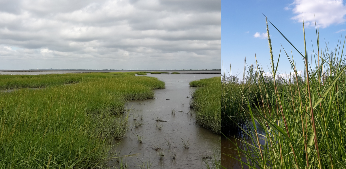 Figure 6: Common Cordgrass (Spartina anglica) in the Wadden Sea. Detailed picture (right) and overview of a local Spartina-population (left) (Photos: Kai Jensen).
