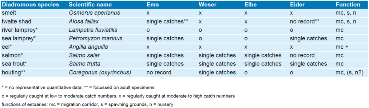  Recordings of diadromous species in the Ems, Weser, Elbe and Eider.