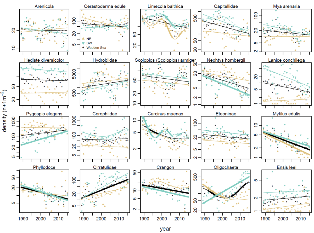  Temporal development of average densities of the twenty most important macrozoobenthos species in the Wadden Sea