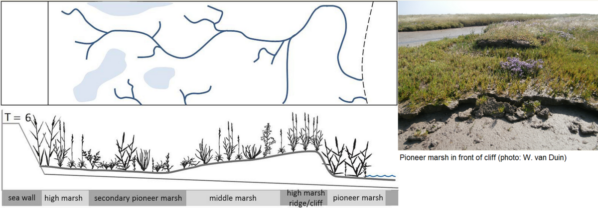 Figure 6: Conceptual model of the development of a mainland salt marsh, and creek development