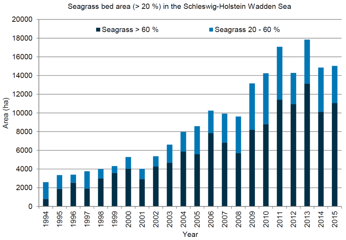  Long-term development of the seagrass bed area (cover ≥ 20%) in the Schleswig-Holstein Wadden Sea from 1994 to 2015.