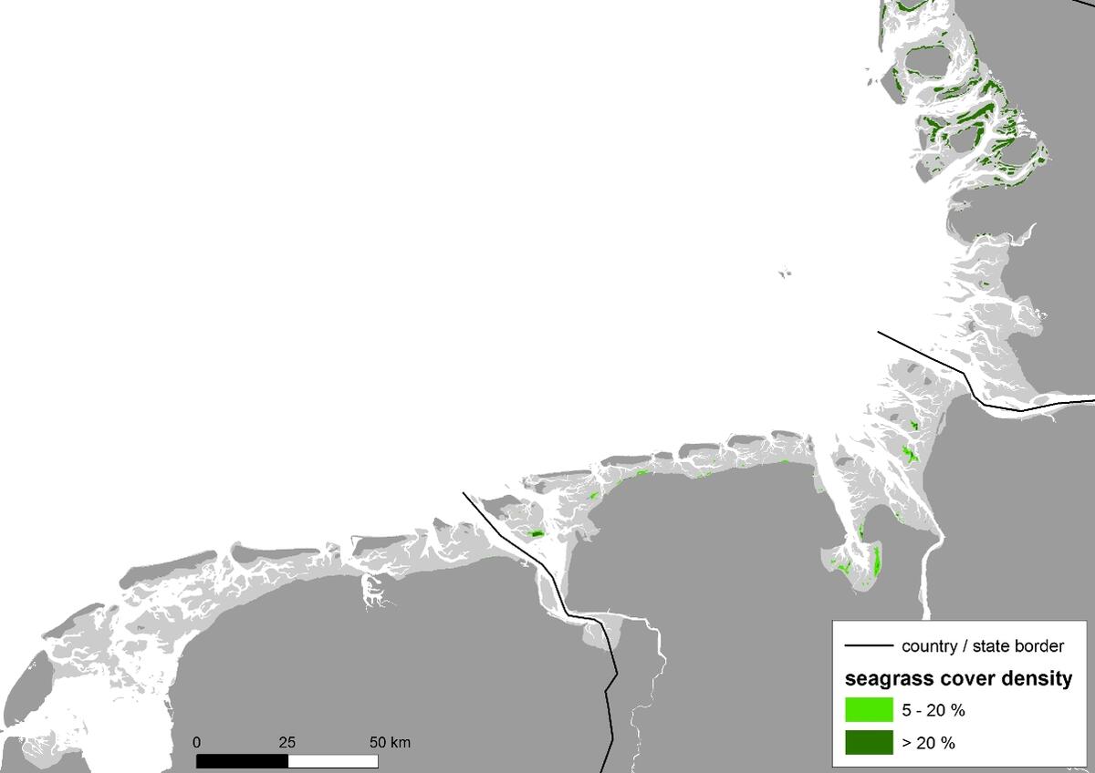  The spatial distribution of the seagrass beds in the southwestern and central Wadden Sea