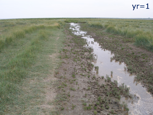 Figure 9: The effect of the partial filling of a collector drain in the salt marsh of Negenboerenpolder