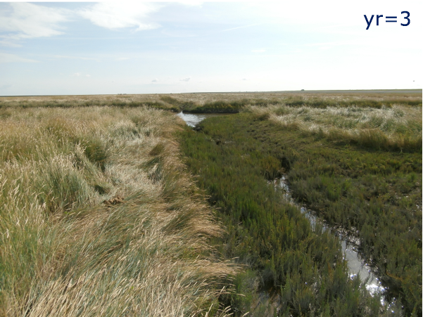  The effect of the partial filling of a collector drain in the salt marsh of Negenboerenpolder