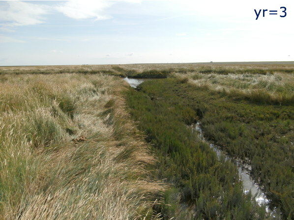 Figure 9: The effect of the partial filling of a collector drain in the salt marsh of Negenboerenpolder