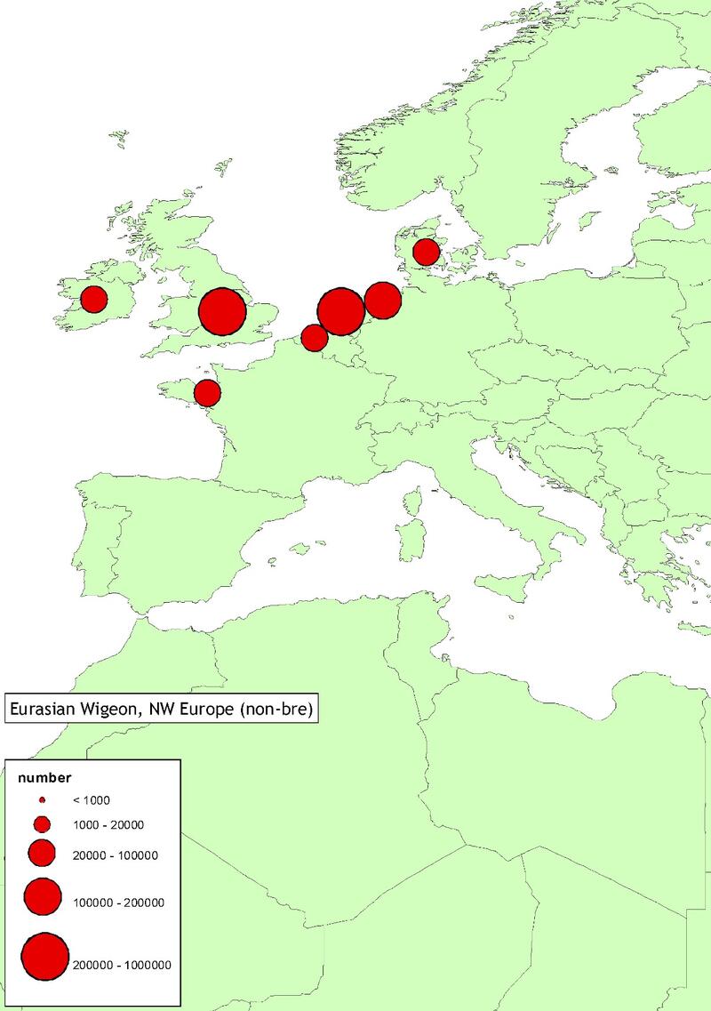 Figure 4. Examples of flyway distribution during winter 2012-2014 of Wadden Sea relevant populations