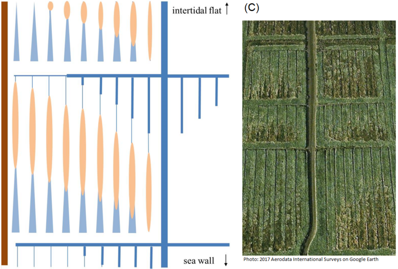 Figure 7: Schematic overview of changes in the artificial drainage system after the traditional maintenance was discontinued