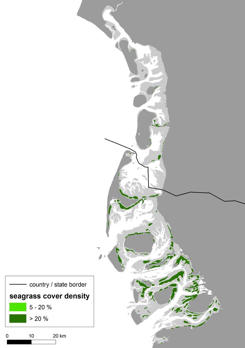  The spatial distribution of the seagrass beds in the northern Wadden Sea